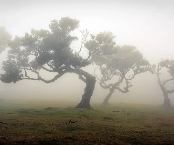 fog-forest-fanal-madeira-portugal-portugal-h5c0